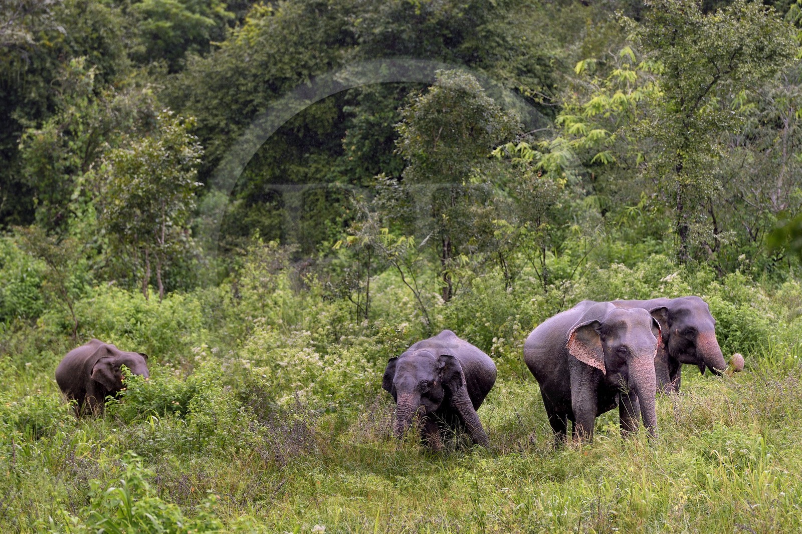Sri Lanka, province du Centre-Nord, éléphants en bordure du Parc National Kaudulla