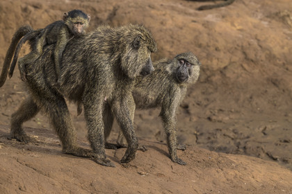 Rwanda, Akagera National Park, olive baboon (Papio anubis) carrying a small one