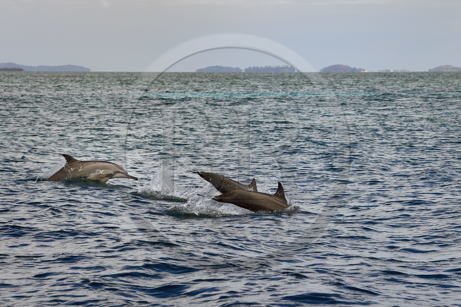 France, Ile de Mayotte, Grande-Terre, dauphins à long bec (Stenella longirostris) en bordure du lagon sur la côte Est