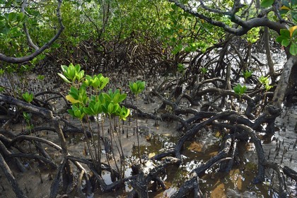 France, Mayotte island (French overseas department), Grande-Terre, Kani-Keli, the Kani-Be mangrove