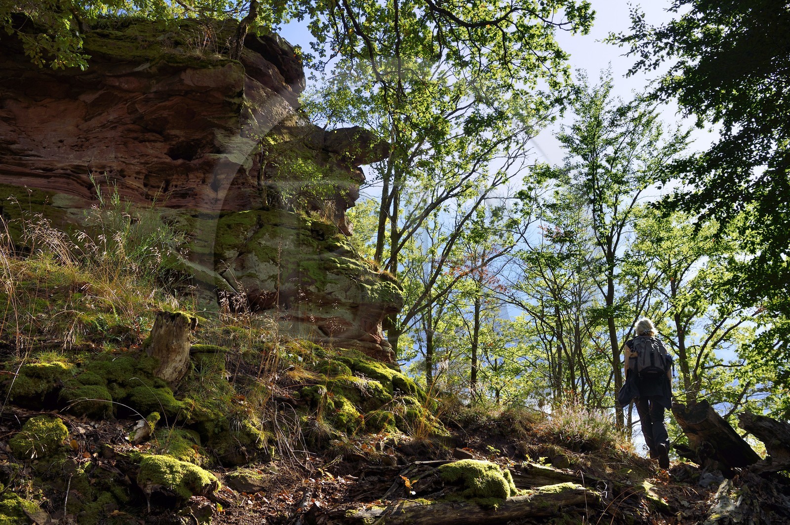 France, Bas-Rhin (67), Parc naturel régional des Vosges du Nord, Obersteinbach, foret domaniale de Steinbach, randonneuses au pied des ruines du fortin de Wittschloessel perché sur un rocher de grès