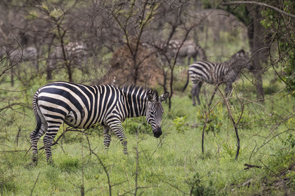 Rwanda, Akagera National Park, plains zebra (Equus quagga)