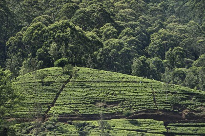 Sri Lanka, center province, Dalhousie, tea plantation
