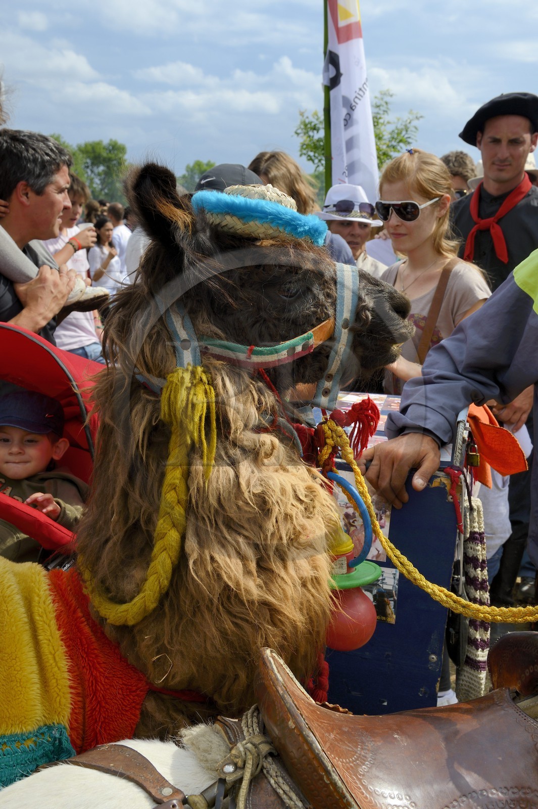 Argentine, province de Buenos Aires, San Antonio de Areco, lama grimé à l'occasion de la fête du Jour de la Tradition (Dia de la Tradicion)