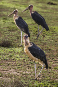 Rwanda, Akagera National Park, marabou stork (Leptoptilos crumenifer)