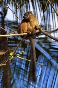 France, Mayotte island (French overseas department), Grande-Terre, Kani-Keli, the Maore Garden at N’Gouja beach, tawny lemur (Eulemur fulvus mayottensis) also called maki