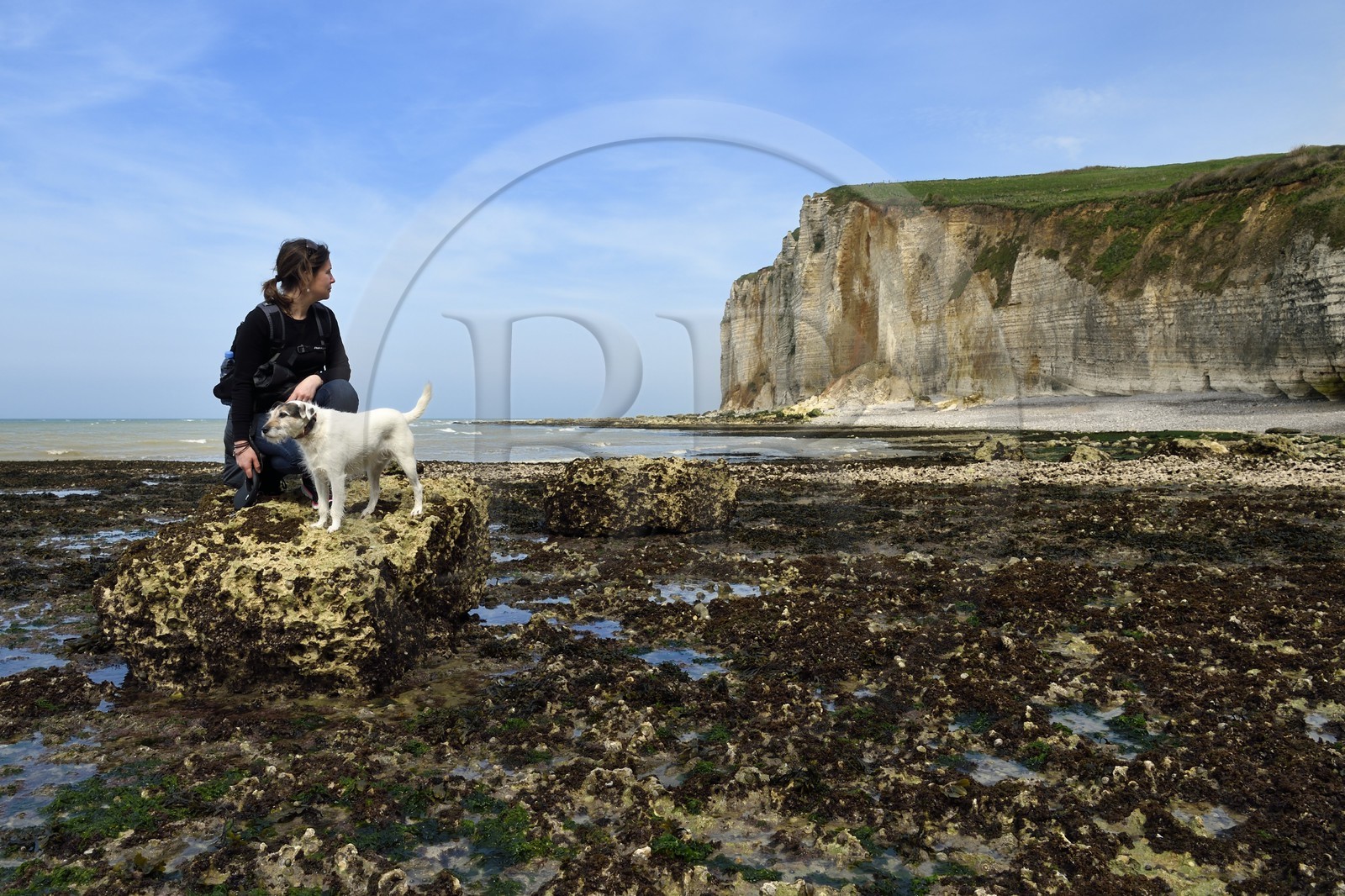 France, Seine-Maritime (76), Pays de Caux, Côte d'Albâtre, entre Etretat et Yport, la falaise vers Bénouville et la plage à marée basse