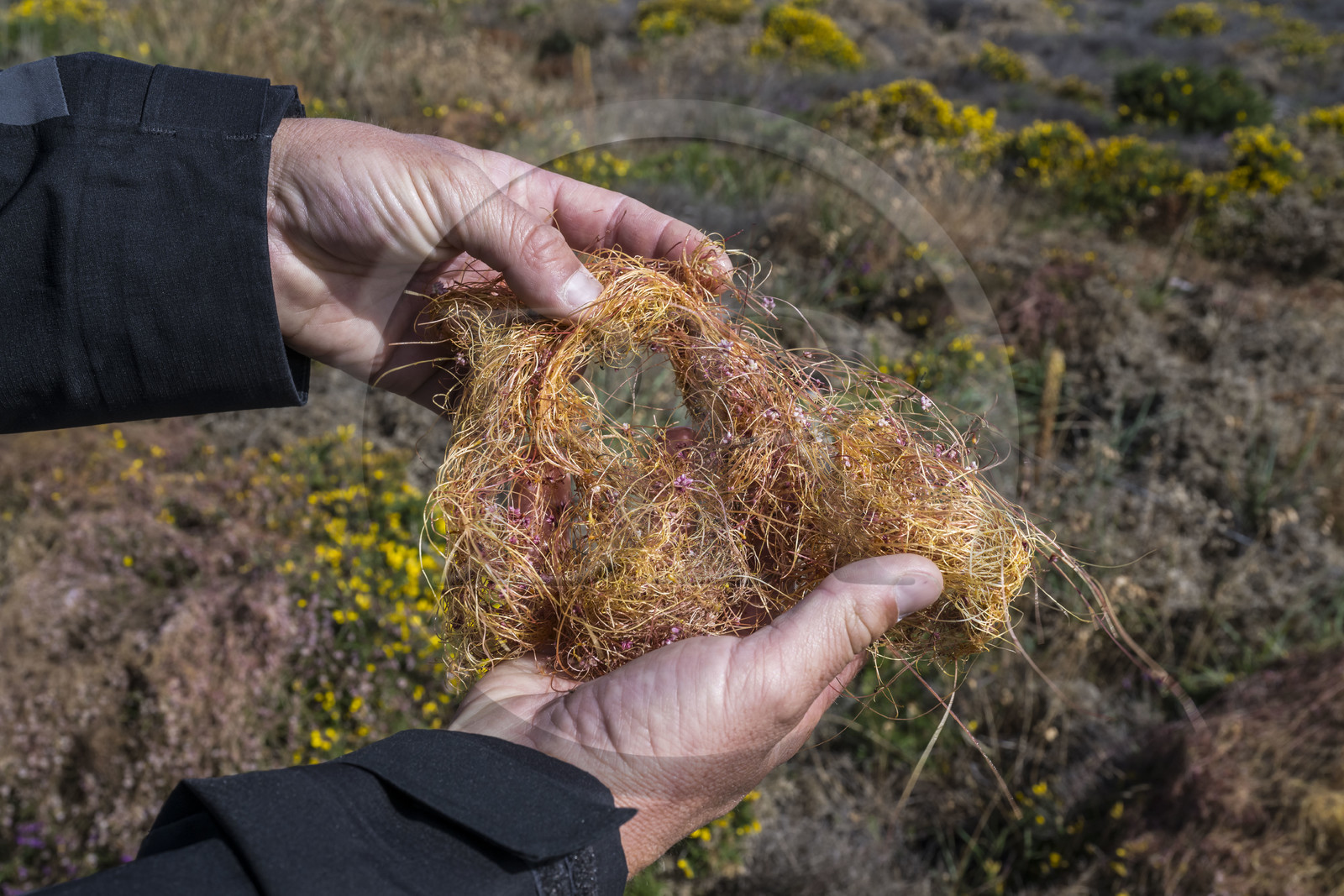 France, Côtes d'Armor (22), Grand Site de France Cap d'Erquy – Cap Fréhel, Erquy, la cuscute ou cheveux du diable est une plante parasite que l'on trouve en grand quantité sur la lande