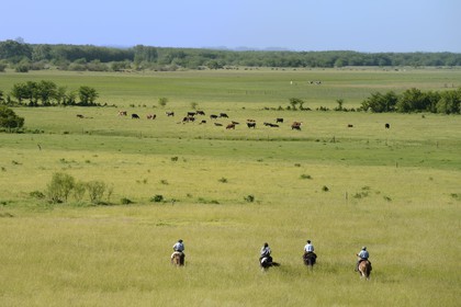 Argentine, province de Buenos Aires, San Antonio de Areco, estancia La Bamba de Areco, gauchos à cheval dans la pampa
