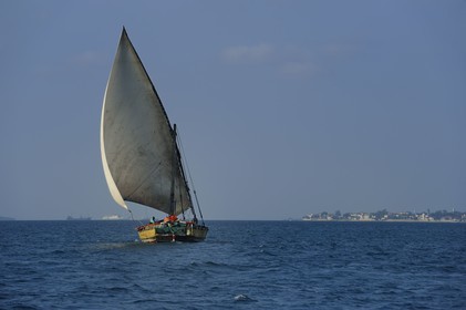 Tanzanie, archipel de Zanzibar, île de Unguja (Zanzibar), côte ouest, un dhow (boutre traditionnel)  naviguant vers Stone Town