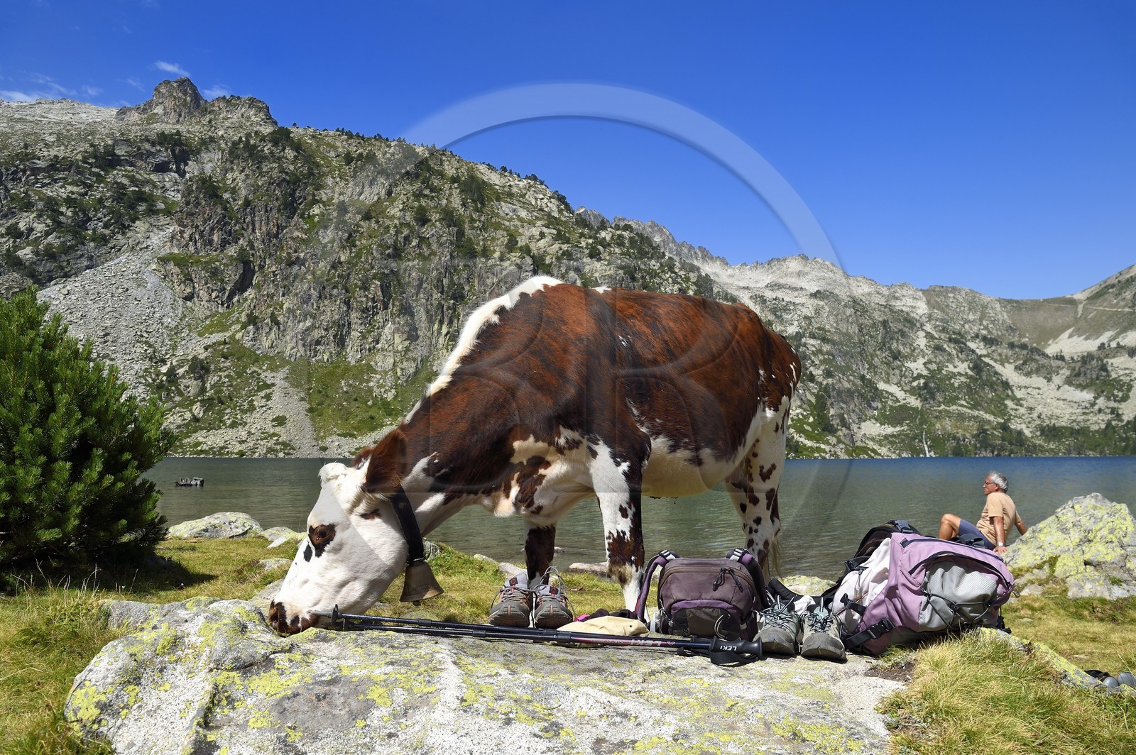 France, Hautes-Pyrénées (65), Saint-Lary-Soulan et Vielle-Aure, Réserve naturelle nationale du Néouvielle, randonnée des lacs du Neouvielle, vaches en estives au lac d'Aubert et repos du randonneur