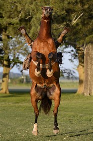 Argentine, province de Buenos Aires, San Antonio de Areco, estancia La Bamba de Areco, demonstration du savoir-faire d'un cavalier amerindien avec son cheval