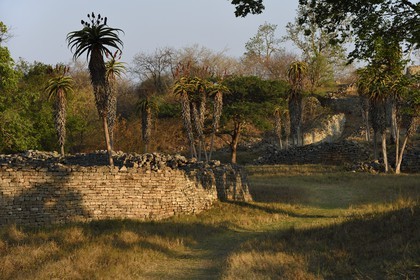 Zimbabwe, province de Masvingo, les ruines du site archéologique du Grand Zimbabwe, classé Patrimoine Mondial de l'UNESCO, Xème au XVème siècle, les Ruines de la vallée (Valley Complex) et Aloe excelsa ( Zimbabwe Aloe)