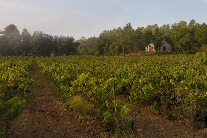 France, Var, Provence Verte (Green Provence), Bras village next to Saint Maximin, Le Peyrourier - une campagne en Provence Bed and Breakfast