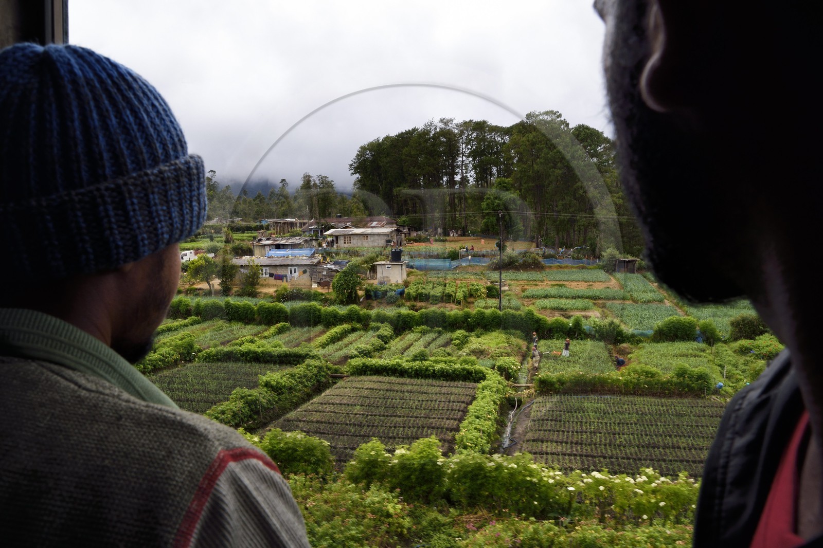 Sri Lanka, Province d'Uva, trajet en train dans la région montagneuse de la culture du thé entre Hatton et Ella, les cultures de légumes vers Ambewela