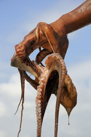 Tanzania, Zanzibar Archipelago, Unguja island (Zanzibar), southeast coast, Bwejuu, octopus fishing on the coral reef at low tide