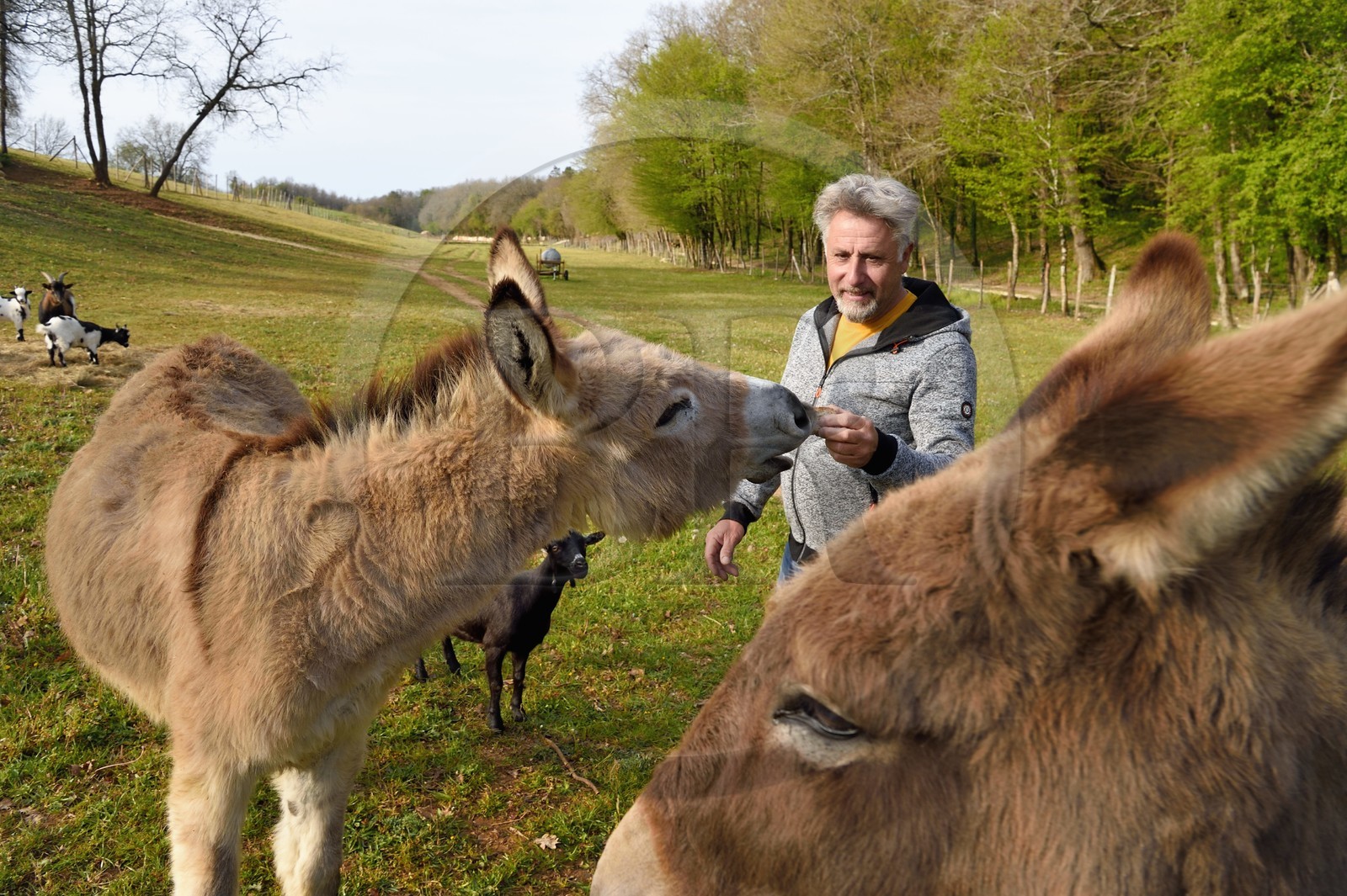 France, Charente (16), Chazelles, William Sabourin qui a créé le camping du Buron avec ses deux anes