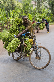 Rwanda, Eastern Province, Kabarondo, cooking banana transport on bicycle on Akagera road, bicycles are the main means of local transport