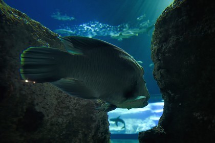 France, Pyrenees Atlantiques, Basque Country, Biarritz, Aquarium - the Sea Museum, humphead wrasse or Napoleon fish (Cheilinus undulatus)