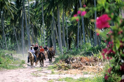 Dominican Republic, Punta Cana, Bavaro, horse riding in a coconut forest