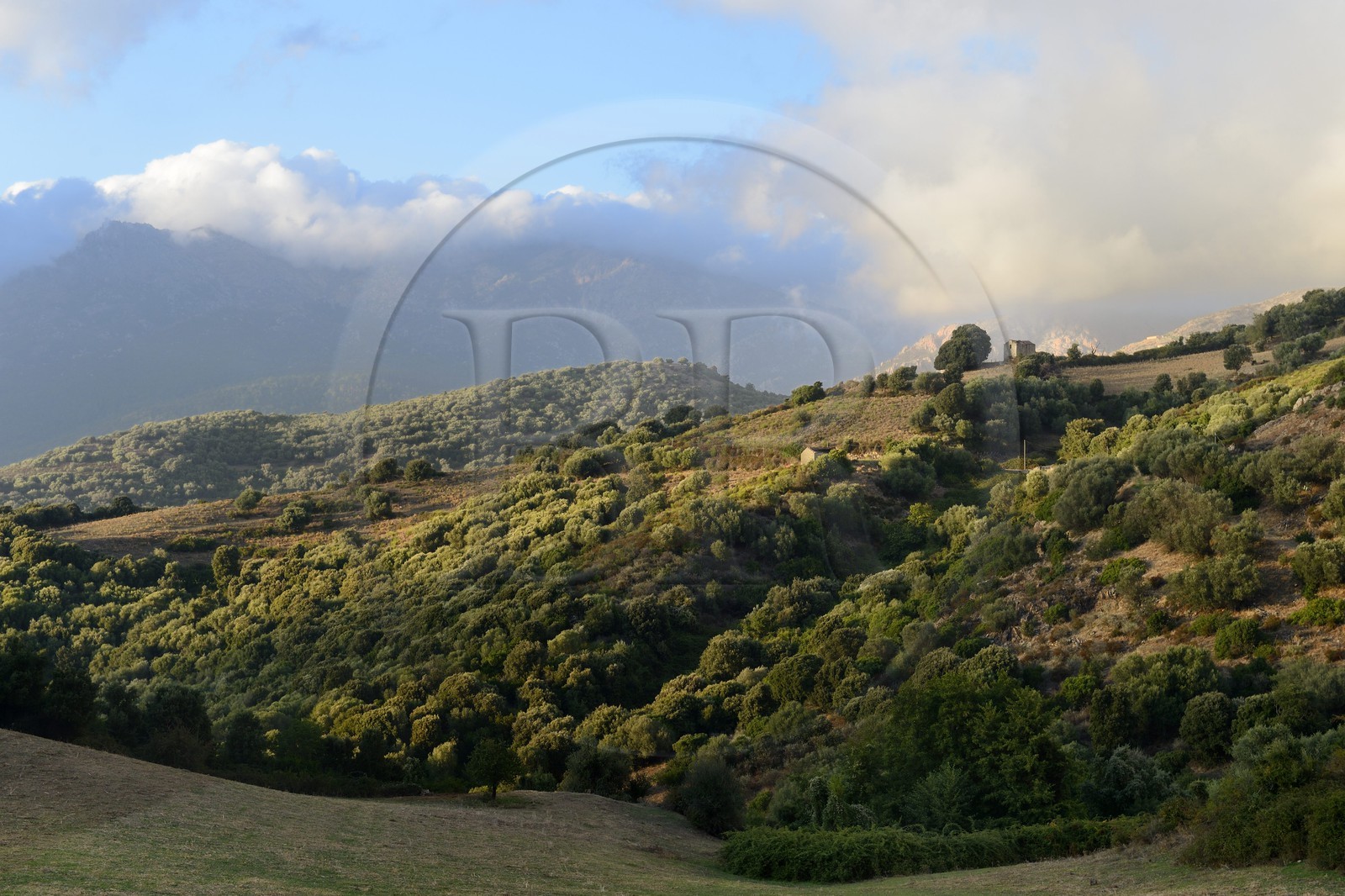 France, Corse-du-Sud (2A), région de Sartène, paysage vers Arbellara