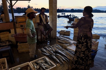 Sri Lanka, Western Province, Negombo, the port fish market