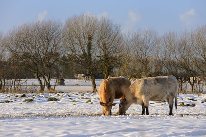 France, Manche (50), Cotentin, Sainte-Marie-du-Mont, marais du Grand Vey, vaches