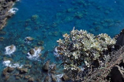 Portugal, Madeira Island, hike in the Ponta de Sao Lourenço nature reserve in the far east of the island, Everlasting, plant endemic to Madeira