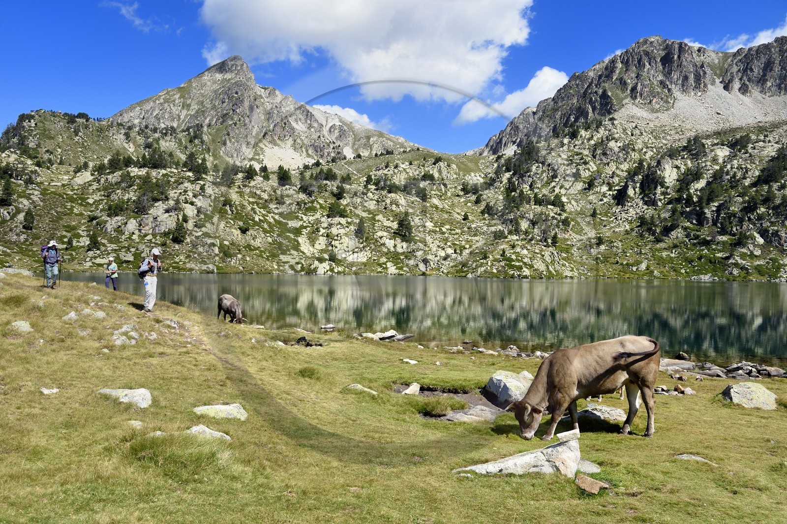 France, Hautes-Pyrénées (65), Saint-Lary-Soulan et Vielle-Aure, randonnée sur une variante du GR10 entre le col de Portet et les lacs de Bastan en bordure de la réserve naturelle de Néouvielle, troupeau de vaches en estive au lac de Bastan supérieur et le pic de Bastan en arrière plan