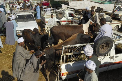 Egypte, Haute Egypte, Daraw au nord d'Assouan, marché aux vaches