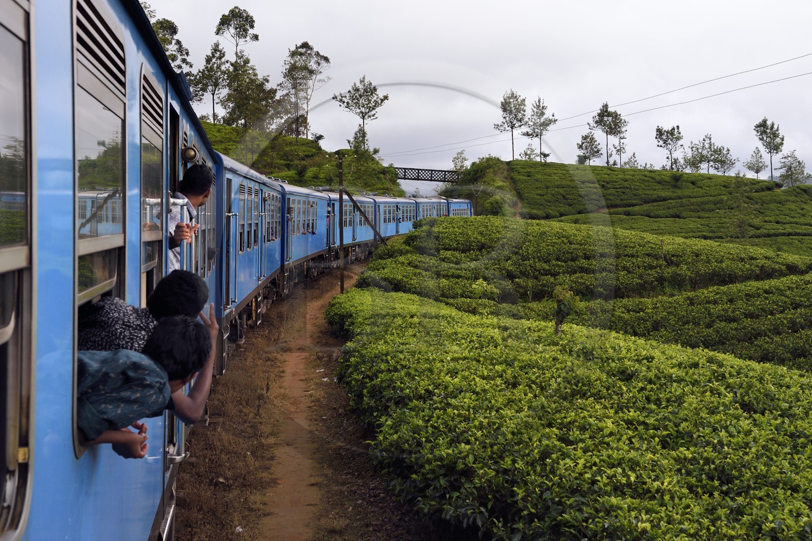 Sri Lanka, Province du Centre, trajet en train dans la région montagneuse de la culture du thé entre Hatton et Ella, plantations de thé vers Nanu Ova