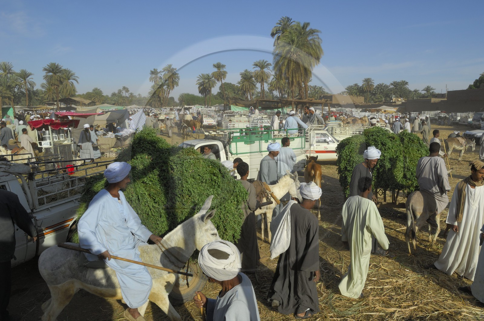 Egypte, Haute Egypte, Daraw au nord d'Assouan, marché aux animaux