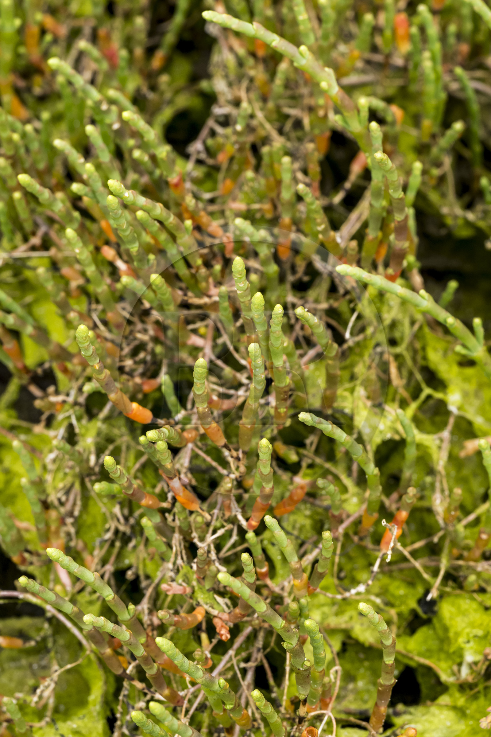 France, Côtes d'Armor (22), Grand Site de France Cap d'Erquy – Cap Fréhel, Erquy,