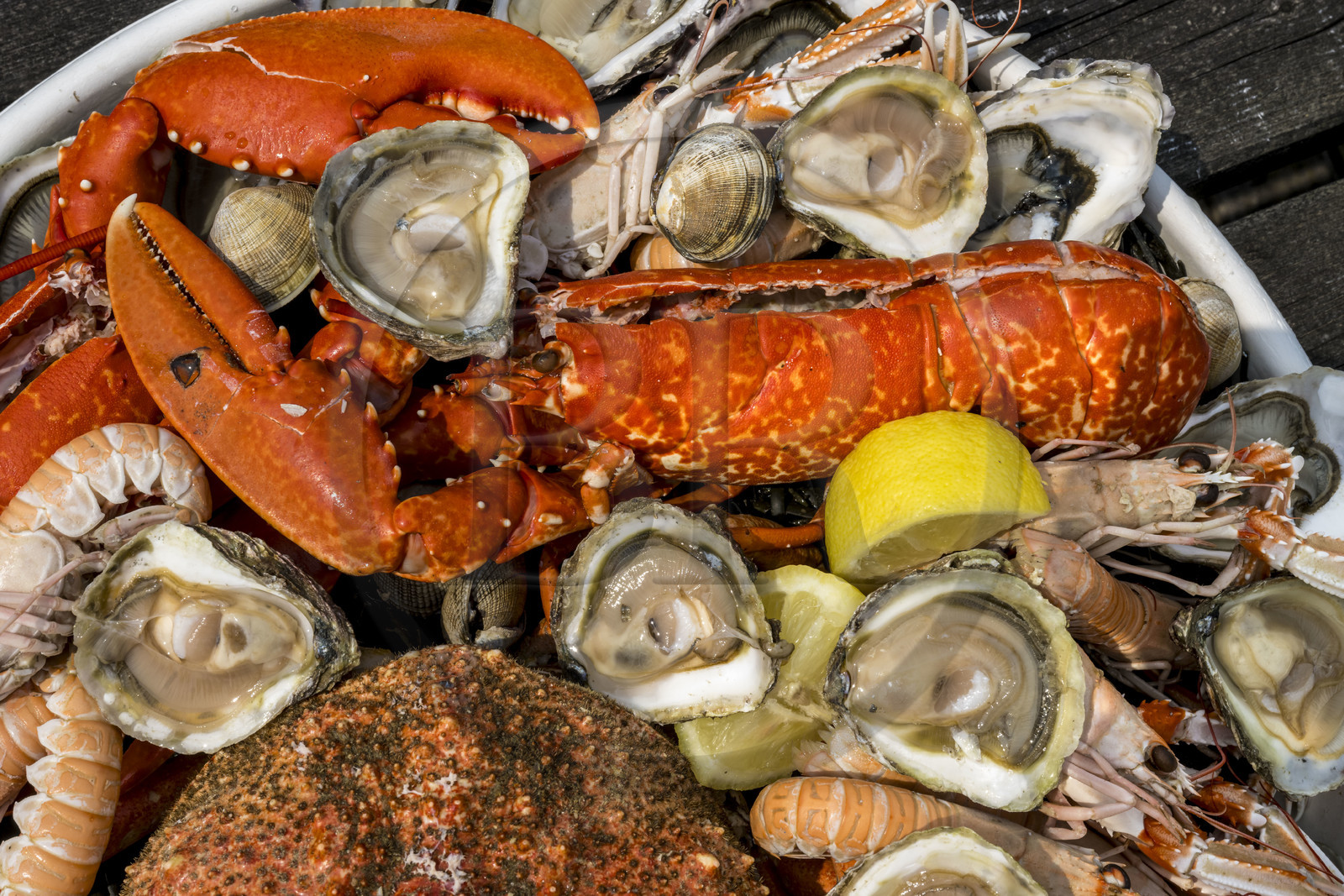 France, Finistère (29), Pays des Abers,  Lannilis, viviers et parc à huitres Prat-Ar-Coum, entreprise ostréicole de la famille d’Yvon Madec sur l'Aber Benoit, plateau de fruits de mer