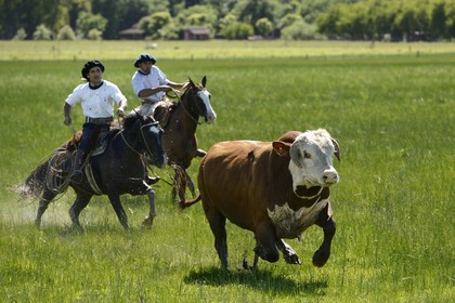 Argentina, Buenos Aires Province, San Antonio de Areco, estancia La Bamba de Areco, gauchos at work chasing a bull