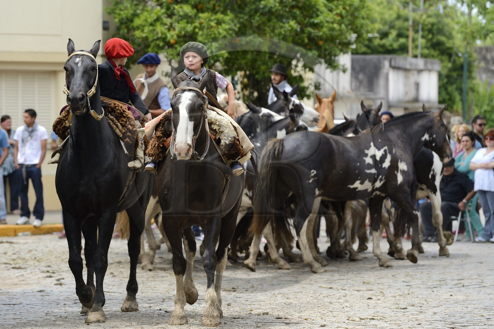 Argentine, province de Buenos Aires, San Antonio de Areco, fête du Jour de la Tradition (Dia de la Tradicion), très jeunes gauchos en devenir présentant leur troupeau de chevaux