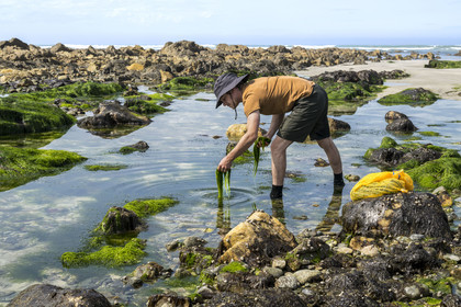 France, Finistère, Pays Bigouden (Bigouden country), Bay of Audierne, Plozevet, Lenny Gouedic co-creator of Begood Alg, harvesting wild edible algae (Ao Nori) on foot on the beach at low tide