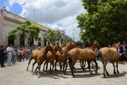 Argentine, province de Buenos Aires, San Antonio de Areco, fête du Jour de la Tradition (Dia de la Tradicion), gaucho présentant son troupeau de chevaux