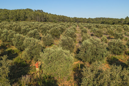 France, Var (83), La Londe-les-Maures, Philippe Carra dirige le Domaine du Jasson et examine ici ses oliviers (vue aérienne)