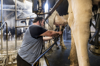 France, Finistère (29), Pays des Abers, Lannilis, ferme de Keruzal Vihan en bordure de l'Aber Benoit, Christophe Monot éleveur de vache laitières prim’holstein et traite du soir