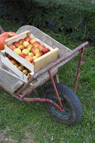 France, Seine-Maritime (76), Pays de Caux, Parc naturel régional des Boucles de la Seine normande, Jumièges, vente de pommes sur la Route des fruits dans les vergers en bordure de Seine