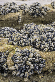 France, Cotes d'Armor, Grand Site de France Cap d'Erquy - Cap Frehel, Erquy, the Saint-Michel islet, wild mussels