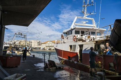 France, Hérault (34), Sète, Port de pêche, retour des chalutiers à quai et déchargement de la pêche avec son cortège de mouettes