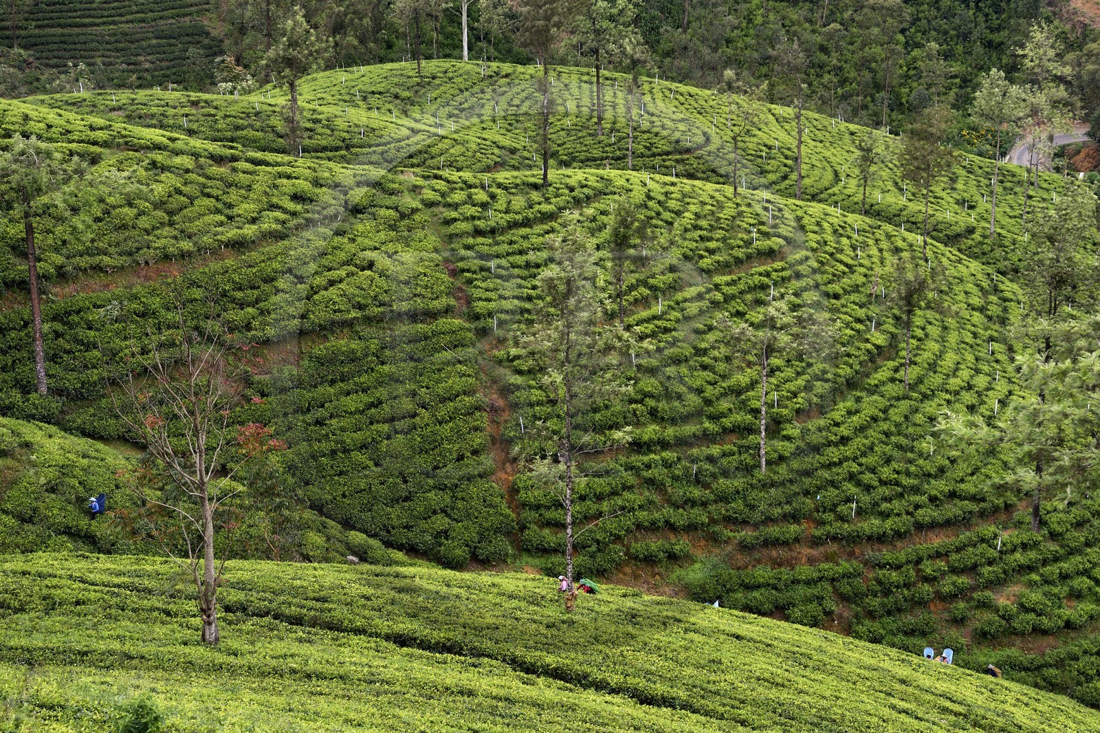 Sri Lanka, Province du Centre, trajet en train dans la région montagneuse de la culture du thé entre Hatton et Ella, plantations de thé vers Nanu Ova