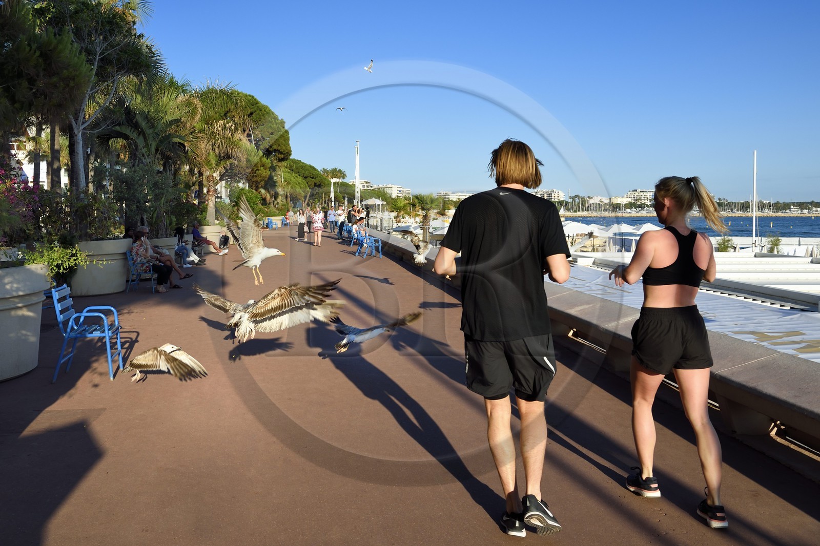 France, Alpes-Maritimes (06), Cannes, joggeurs et goélands sur la Croisette