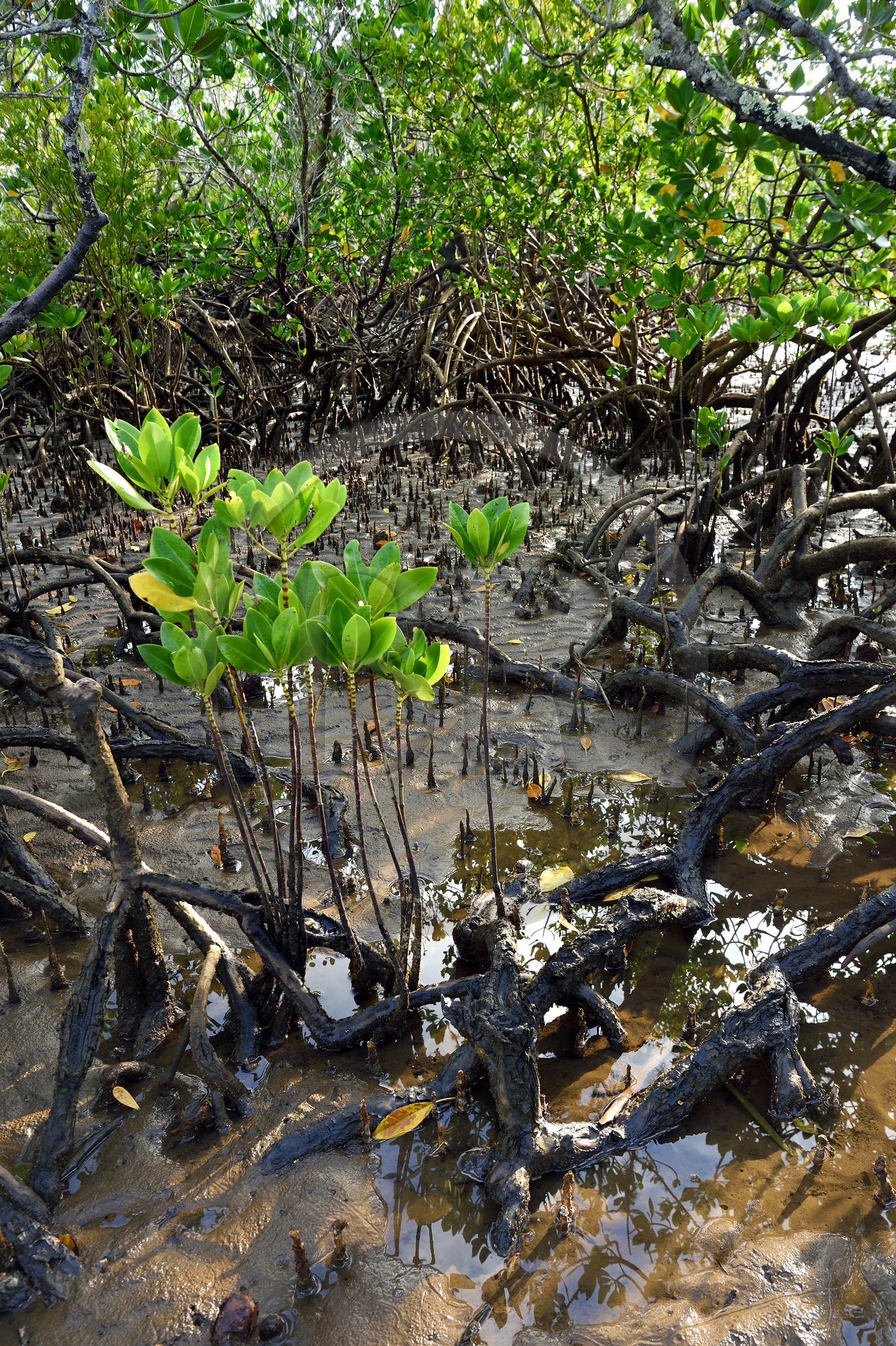 France, Ile de Mayotte, Grande-Terre, Kani-Keli,  la mangrove de Kani-Bé