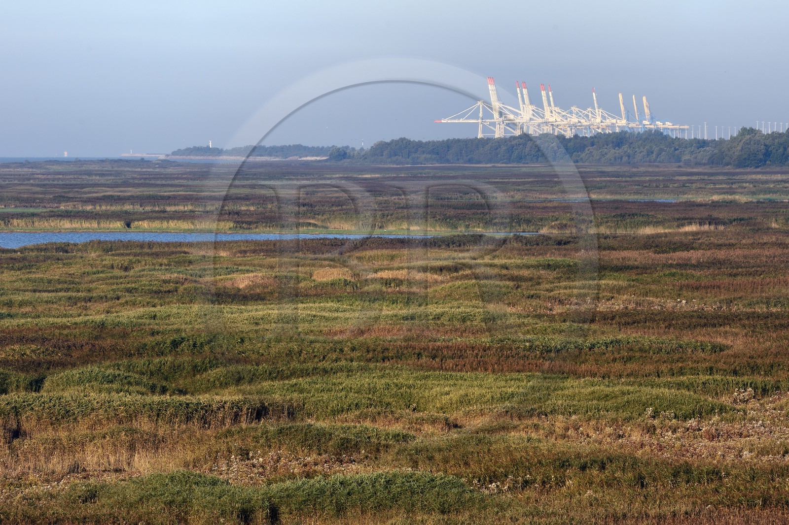 France, Seine Maritime, Natural Reserve of the Seine estuary, pond in the heart of the reed bed and the port of Le Havre in the background