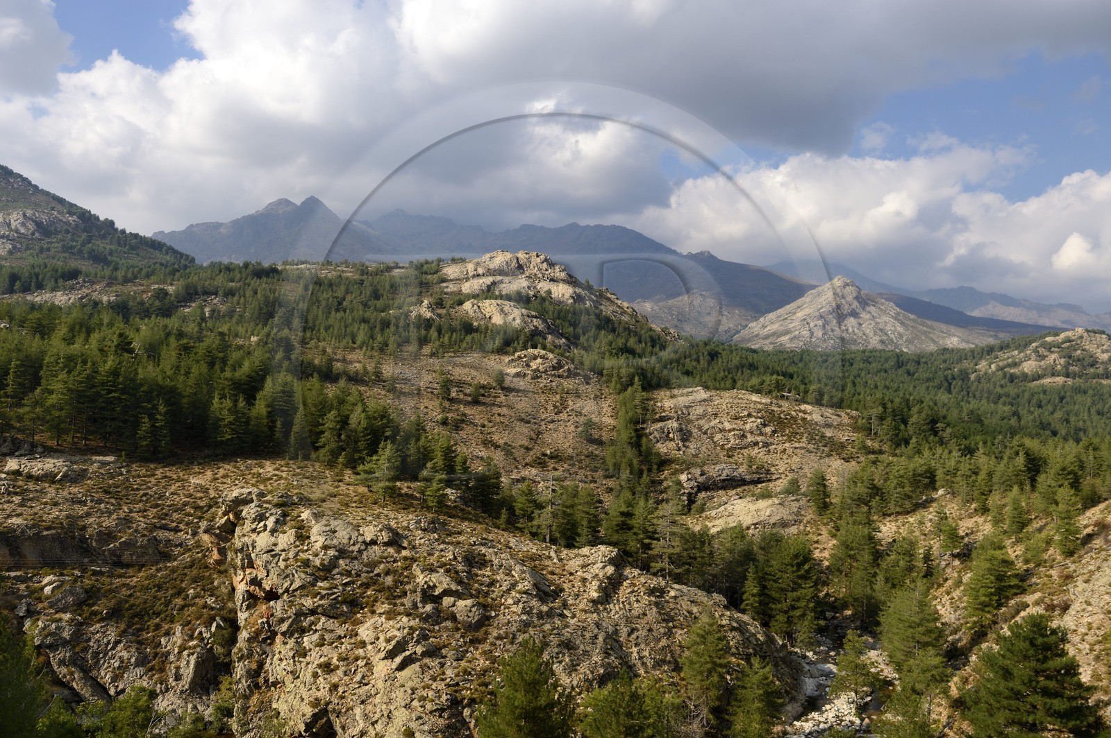 France, Haute-Corse (2B), région du Niolu (Niolo), forêt de Valdu-Niellu qui tapisse les pentes occidentales du Niolu