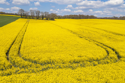 France, Charente (16), un champ de colza en fleurs entre le village de Feuillade et Marthon (vue aérienne)