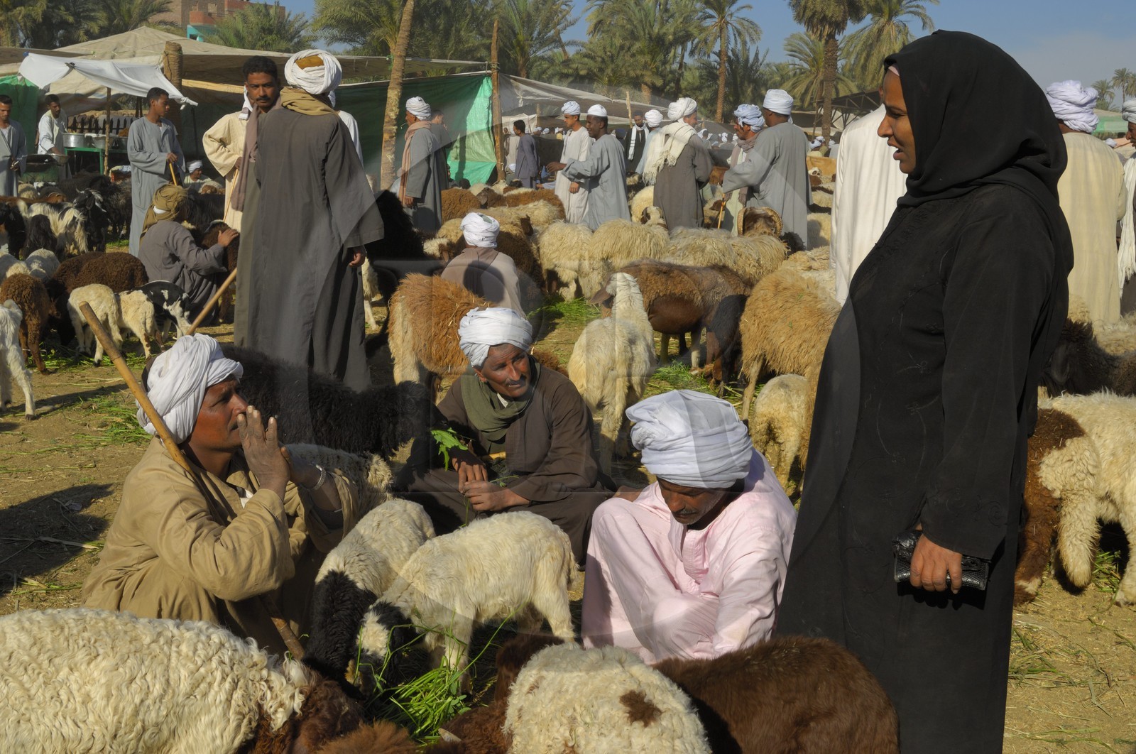 Egypte, Haute Egypte, Daraw au nord d'Assouan, marché aux animaux, vendeurs de moutons et de chèvres